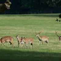 Sika Deer